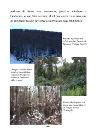 productor de frutos, sean zarzamoras, grosellas, arándanos o
frambuesas, ya que éstas necesitan el sol para crecer. Lo mismo para
los ungulados pues no hay especies sabrosas en estas condiciones.




                                               Hayedo maderero sin
                                               árboles viejos. Bosque de
                                               Sansanet (Pirineo francés)




 Bosque cerrado donde
 no tienen cabida las
 especies de espacios
 abiertos. Senmenat
 (Barcelona)




                                               Plantación de pinos tan
                                               densa que en realidad es
                                               un bosque muerto
                                               (Portugal)




                                -6-
 