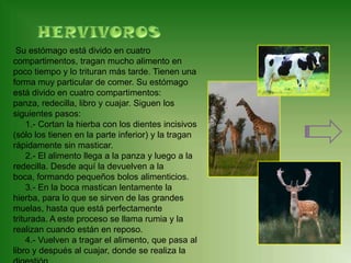 Su estómago está divido en cuatro
compartimentos, tragan mucho alimento en
poco tiempo y lo trituran más tarde. Tienen una
forma muy particular de comer. Su estómago
está divido en cuatro compartimentos:
panza, redecilla, libro y cuajar. Siguen los
siguientes pasos:
    1.- Cortan la hierba con los dientes incisivos
(sólo los tienen en la parte inferior) y la tragan
rápidamente sin masticar.
    2.- El alimento llega a la panza y luego a la
redecilla. Desde aquí la devuelven a la
boca, formando pequeños bolos alimenticios.
    3.- En la boca mastican lentamente la
hierba, para lo que se sirven de las grandes
muelas, hasta que está perfectamente
triturada. A este proceso se llama rumia y la
realizan cuando están en reposo.
    4.- Vuelven a tragar el alimento, que pasa al
libro y después al cuajar, donde se realiza la
 
