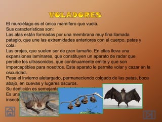 El murciélago es el único mamífero que vuela.
Sus características son:
Las alas están formadas por una membrana muy fina llamada
patagio, que une las extremidades anteriores con el cuerpo, patas y
cola.
Las orejas, que suelen ser de gran tamaño. En ellas lleva una
expansiones laminares, que constituyen un aparato de radar que
percibe los ultrasonidos, que continuamente emite y que son
imperceptibles para nosotros. Este aparato le permite volar y cazar en la
oscuridad.
Pasa el invierno aletargado, permaneciendo colgado de las patas, boca
abajo, en cuevas y lugares oscuros.
Su dentición es semejante a la de los insectívoros.
Es una especie protegida, muy beneficioso por la gran cantidad de
insectos que caza al vuelo y que le sirven de alimento.
 