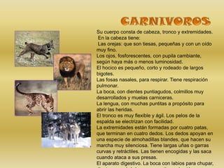 Su cuerpo consta de cabeza, tronco y extremidades.
 En la cabeza tiene:
 Las orejas: que son tiesas, pequeñas y con un oído
muy fino.
Los ojos, fosforescentes, con pupila cambiante,
según haya más o menos luminosidad.
El hocico es pequeño, corto y rodeado de largos
bigotes.
Las fosas nasales, para respirar. Tiene respiración
pulmonar.
La boca, con dientes puntiagudos, colmillos muy
desarrollados y muelas carniceras.
La lengua, con muchas puntitas a propósito para
abrir las heridas.
El tronco es muy flexible y ágil. Los pelos de la
espalda se electrizan con facilidad.
La extremidades están formadas por cuatro patas,
que terminan en cuatro dedos. Los dedos apoyan en
una especie de almohadillas blandes, que hacen su
marcha muy silenciosa. Tiene largas uñas o garras
curvas y retráctiles. Las tienen encogidas y las saca
cuando ataca a sus presas.
El aparato digestivo. La boca con labios para chupar,
 