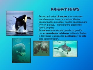 Se denominados pinnados a los animales
mamíferos que tienen sus extremidades
transformadas en aletas, que les capacita para
vivir en el agua. Tienen forma pisciforme
(forma de pez).
Su cola es muy robusta para la propulsión.
Las extremidades pelvianas están atrofiadas
o desviadas y utilizan las pectorales y la cola
para la locomoción.
 