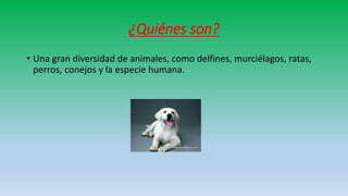 ¿Quiénes son?
• Una gran diversidad de animales, como delfines, murciélagos, ratas,
perros, conejos y la especie humana.