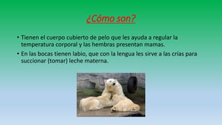 ¿Cómo son?
• Tienen el cuerpo cubierto de pelo que les ayuda a regular la
temperatura corporal y las hembras presentan mamas.
• En las bocas tienen labio, que con la lengua les sirve a las crías para
succionar (tomar) leche materna.