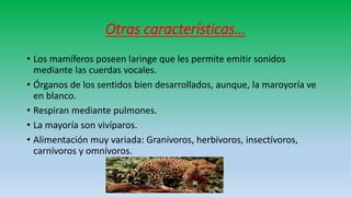 Otras características…
• Los mamíferos poseen laringe que les permite emitir sonidos
mediante las cuerdas vocales.
• Órganos de los sentidos bien desarrollados, aunque, la maroyoría ve
en blanco.
• Respiran mediante pulmones.
• La mayoría son vivíparos.
• Alimentación muy variada: Granívoros, herbívoros, insectívoros,
carnívoros y omnívoros.