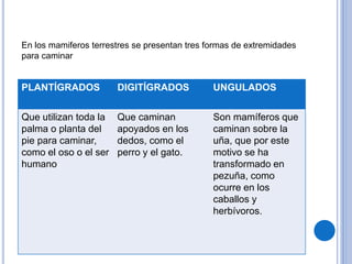 PLANTÍGRADOS DIGITÍGRADOS UNGULADOS
Que utilizan toda la
palma o planta del
pie para caminar,
como el oso o el ser
humano
Que caminan
apoyados en los
dedos, como el
perro y el gato.
Son mamíferos que
caminan sobre la
uña, que por este
motivo se ha
transformado en
pezuña, como
ocurre en los
caballos y
herbívoros.
En los mamiferos terrestres se presentan tres formas de extremidades
para caminar
 