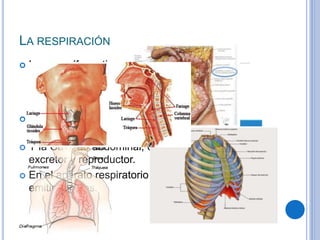 LA RESPIRACIÓN
 Los mamíferos tienen un músculo transversal,
llamado diafragma que les sirve para mover los
pulmones y para dividir la cavidad interna del
tronco en dos partes:
 Cavidad torácica, que contiene los pulmones y el
corazón.
 Y la Cavidad abdominal, con los aparatos digestivo,
excretor y reproductor.
 En el aparato respiratorio tienen laringe para poder
emitir sonidos.
 
