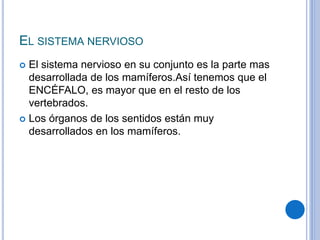 EL SISTEMA NERVIOSO
 El sistema nervioso en su conjunto es la parte mas
desarrollada de los mamíferos.Así tenemos que el
ENCÉFALO, es mayor que en el resto de los
vertebrados.
 Los órganos de los sentidos están muy
desarrollados en los mamíferos.
 