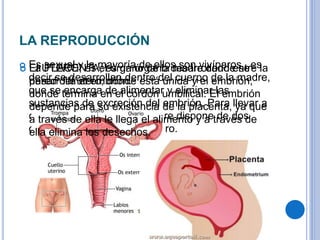 LA REPRODUCCIÓN
 Es sexual y la mayoría de ellos son vivíparos , es
decir se desarrollan dentro del cuerpo de la madre,
que se encarga de alimentar y eliminar las
sustancias de excreción del embrión. Para llevar a
cabo estas funciones la madre dispone de dos
órganos : la placenta y el útero.
 El ÚTERO, es el órgano de la madre donde se
desarrolla el embrión.
 La PLACENTA, es un órgano desarrollado entre la
pared del útero, donde está unida y el embrión,
donde termina en el cordón umbilical. El embrión
depende para su existencia de la placenta, ya que
a través de ella le llega el alimento y a través de
ella elimina los desechos.
 