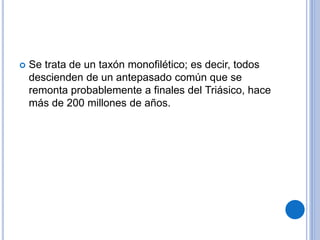  Se trata de un taxón monofilético; es decir, todos
descienden de un antepasado común que se
remonta probablemente a finales del Triásico, hace
más de 200 millones de años.
 