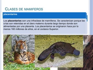 CLASES DE MAMIFEROS
 Se conocen unas 5486 especies actuales,​ de las
cuales 5 son monotremas, 272 son marsupiales y
el resto, 5209, son placentarios.
monotremas
Los monotremas son un orden de mamíferos prototerios que incluye las
especies actuales de mamíferos más primitivas que retienen diversas
características reptilianas, como la reproducción ovípara y la presencia
de cloaca. Incluye el ornitorrinco y los equidnas.
marsupiales
Los marsupiales son una infraclase de mamíferos metaterios. Se caracterizan
por un corto desarrollo en el útero materno y completar gran parte del
crecimiento agarrados a las glándulas mamarias del interior de la bolsa
marsupial o marsupio.
placentarios
Los placentarios son una infraclase de mamíferos. Se caracterizan porque las
crías son retenidas en el útero materno durante largo tiempo donde son
alimentadas por una placenta. Los placentarios se originaron hace por lo
menos 160 millones de años, en el Jurásico Superior.
 