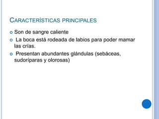 CARACTERÍSTICAS PRINCIPALES
 Son de sangre caliente
 La boca está rodeada de labios para poder mamar
las crías.
 Presentan abundantes glándulas (sebáceas,
sudoríparas y olorosas)
 