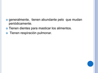  generalmente, tienen abundante pelo que mudan
periódicamente.
 Tienen dientes para masticar los alimentos.
 Tienen respiración pulmonar.
 