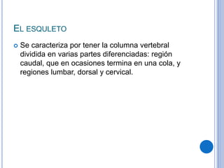 EL ESQULETO
 Se caracteriza por tener la columna vertebral
dividida en varias partes diferenciadas: región
caudal, que en ocasiones termina en una cola, y
regiones lumbar, dorsal y cervical.
 