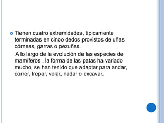  Tienen cuatro extremidades, típicamente
terminadas en cinco dedos provistos de uñas
córneas, garras o pezuñas.
A lo largo de la evolución de las especies de
mamíferos , la forma de las patas ha variado
mucho, se han tenido que adaptar para andar,
correr, trepar, volar, nadar o excavar.
 