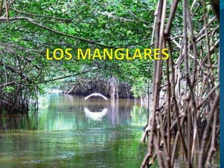 LOS MANGLARES 