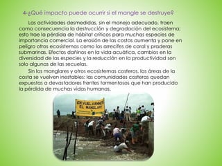 4-¿Qué impacto puede ocurrir si el mangle se destruye?
Las actividades desmedidas, sin el manejo adecuado, traen
como consecuencia la destrucción y degradación del ecosistema;
esto trae la pérdida de hábitat críticos para muchas especies de
importancia comercial. La erosión de las costas aumenta y pone en
peligro otros ecosistemas como los arrecifes de coral y praderas
submarinas. Efectos dañinos en la vida acuática, cambios en la
diversidad de las especies y la reducción en la productividad son
solo algunas de las secuelas.
Sin los manglares y otros ecosistemas costeros, las áreas de la
costa se vuelven inestables: las comunidades costeras quedan
expuestas a devastadores frentes tormentosos que han producido
la pérdida de muchas vidas humanas.
 