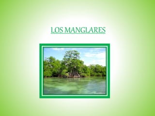 LOS MANGLARES
 