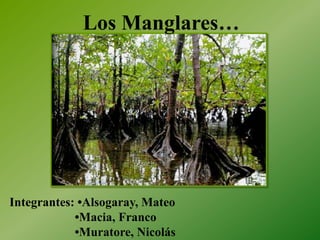 Los Manglares…




Integrantes: •Alsogaray, Mateo
            •Macia, Franco
            •Muratore, Nicolás
 