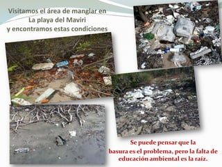 Visitamos el área de manglar en
       La playa del Maviri
y encontramos estas condiciones




                                         Se puede pensar que la
                                  basura es el problema, pero la falta de
                                     educación ambiental es la raíz.
 