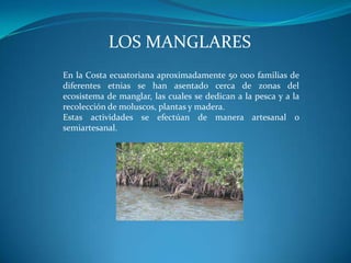 LOS MANGLARES
En la Costa ecuatoriana aproximadamente 50 000 familias de
diferentes etnias se han asentado cerca de zonas del
ecosistema de manglar, las cuales se dedican a la pesca y a la
recolección de moluscos, plantas y madera.
Estas actividades se efectúan de manera artesanal o
semiartesanal.

 