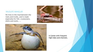 WILDLIFE MANGLAR
He lives in the mud between the
roots and trunks, and is made
especially for fish, crustaceans,
shells and snails, ...
It Comes with frequent
high tides and channels.
 