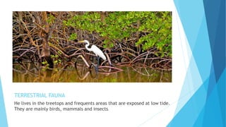 TERRESTRIAL FAUNA
He lives in the treetops and frequents areas that are exposed at low tide.
They are mainly birds, mammals and insects.
 