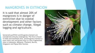 MANGROVES IN EXTINCION
It is said that almost 20% of
mangroves is in danger of
extinction due to coastal
development and other factors
such as climate change, illegal
logging and agriculture.
Sonneratia griffithii and Bruguiera hainesii are
considered critically endangered. The first is found
in India and Southeast Asia, and Bruguiera hainesii is
even more rare and grows only in a few fragmented
sites in Indonesia, Malaysia, Thailand, Burma,
Singapore and Papua New Guinea.
 