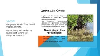 WEATHER
Mangroves benefit from humid
tropical climate.
Queen mangrove sweltering
humid heat, where the
mangrove develops.
 
