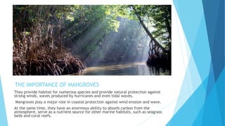 THE IMPORTANCE OF MANGROVES
They provide habitat for numerous species and provide natural protection against
strong winds, waves produced by hurricanes and even tidal waves.
Mangroves play a major role in coastal protection against wind erosion and wave.
At the same time, they have an enormous ability to absorb carbon from the
atmosphere, serve as a nutrient source for other marine habitats, such as seagrass
beds and coral reefs.
 