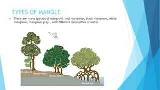 TYPES OF MANGLE
 There are many species of mangrove, red mangrove, black mangrove, white
mangrove, mangrove gray… with different necessities of water.
 
