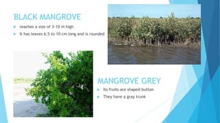 BLACK MANGROVE
 reaches a size of 3-10 m high
 It has leaves 6.5 to 10 cm long and is rounded
MANGROVE GREY
 Its fruits are shaped button
 They have a gray trunk
 