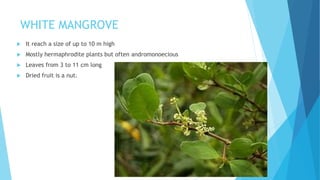 WHITE MANGROVE
 It reach a size of up to 10 m high
 Mostly hermaphrodite plants but often andromonoecious
 Leaves from 3 to 11 cm long
 Dried fruit is a nut.
 