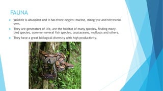 FAUNA
 Wildlife is abundant and it has three origins: marine, mangrove and terrestrial
own.
 They are generators of life, are the habitat of many species, finding many
bird species, common several fish species, crustaceans, molluscs and others.
 They have a great biological diversity with high productivity.
 