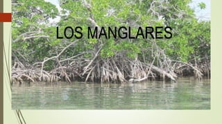LOS MANGLARES
 