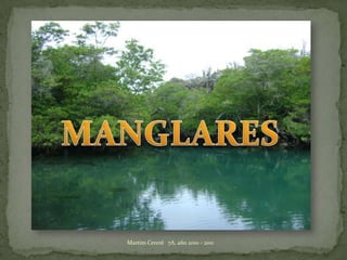 MANGLARES Martim Cererê   7A, año 2010 - 2011 