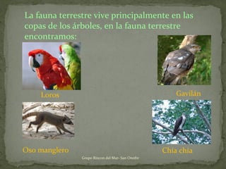 La fauna terrestre vive principalmente en las
copas de los árboles, en la fauna terrestre
encontramos:
Loros Gavilán
Chía chíaOso manglero
Grupo Rincon del Mar- San Onofre
 
