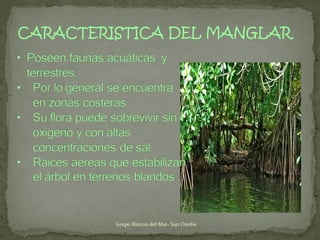 CARACTERISTICA DEL MANGLAR
Grupo Rincon del Mar- San Onofre
 