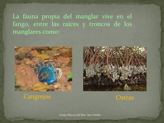 La fauna propia del manglar vive en el
fango, entre las raíces y troncos de los
manglares como:
Cangrejos Ostras
Grupo Rincon del Mar- San Onofre
 