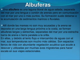 Una albufera es una laguna litoral de agua salada, separada
del mar por una lengua o cordón de arenas pero en comunicación
con el mar por uno o más puntos. Su formación suele deberse a
la acumulación de sedimentos marinos o fluviales.

Allí donde las mareas no son muy acusadas y la arena se
deposita en una larga lengua próxima a la costa, se forman
albuferas largas y estrechas, separadas del mar por una estrecha
barra de arena o tierra paralela a la orilla.
En ellas, y debido al lento flujo e intercambio de aguas con el
mar, sus temperaturas son mucho más cálidas. Son espacios
llenos de vida con abundante vegetación acuática que acude a
desovar y utilizadas por muchas aves migratorias para hacer
escala en sus viajes estacionales.
 