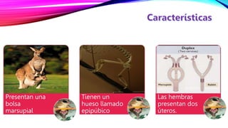 LOS MARSUPIALES DEL PER Y EL MUNDO pptx los-marsupiales-del-per-y-el-mundo-pptx