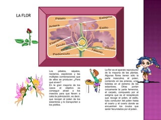 LA FLORLa flor es el aparato reproductor de la mayoría de las plantas. Algunas flores tienen sólo la parte masculina, el polen, contenido en las anteras, unas bolsitas en el extremo de los estambres. Otras portan únicamente la parte femenina, el carpelo, compuesto por el estigma que es el receptáculo que recoge el polen, el estilo, tubo conductor del polen hasta el ovario y el ovario donde se encuentran los óvulos que serán fecundados por el polen.Los pétalos, sépalos, nectarios, espolones y las múltiples combinaciones que de ellos se producen ¿Para qué sirven?En la gran mayoría de los casos el objetivo es conseguir atraer a los insectos para que lleven a cabo la polinización, es decir, que recojan el polen de los estambres y lo transporten a los pistilos.