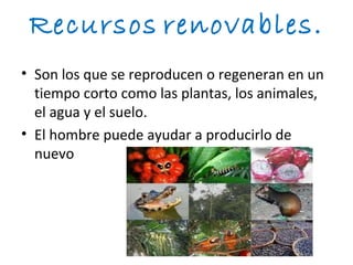 Recursos renovables.
• Son los que se reproducen o regeneran en un
  tiempo corto como las plantas, los animales,
  el agua y el suelo.
• El hombre puede ayudar a producirlo de
  nuevo
 