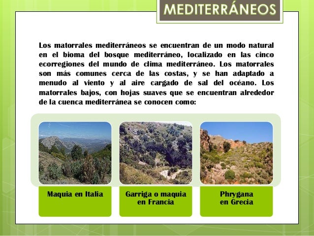 Los matorrales
