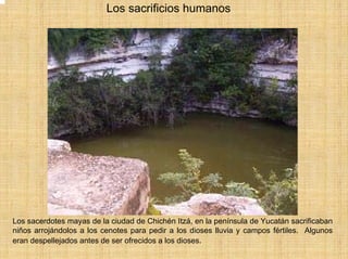 Los sacrificios humanos




Los sacerdotes mayas de la ciudad de Chichén Itzá, en la península de Yucatán sacrificaban
niños arrojándolos a los cenotes para pedir a los dioses lluvia y campos fértiles. Algunos
eran despellejados antes de ser ofrecidos a los dioses.
 