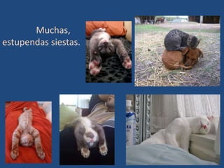 Muchas,
estupendas siestas.
 