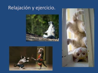 Relajación y ejercicio.
 