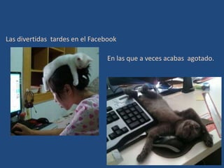 Las divertidas tardes en el Facebook

                                 En las que a veces acabas agotado.
 