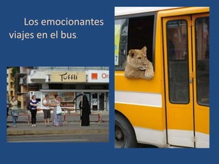 Los emocionantes
viajes en el bus.
 