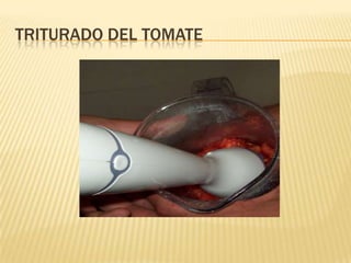 Triturado del tomate