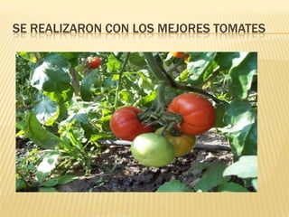 Se realizaron con loS mejores tomates